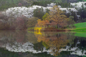IMGP4978. 봄의향연 꿈속의 정원(4,000만화소 고해상도 이미지)