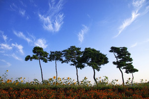 해바라기와소나무.(2010년10월21일 안산관광공모전 입선작)